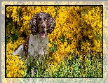 Żółte, Pies, Springer spaniel angielski, Kwiaty